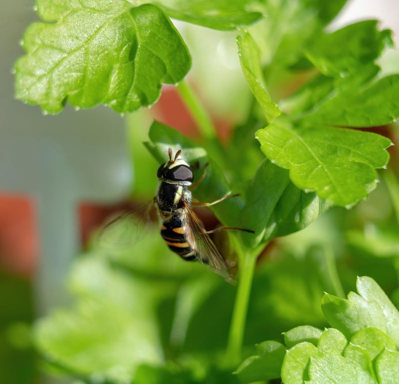 Attracting Beneficial Insects