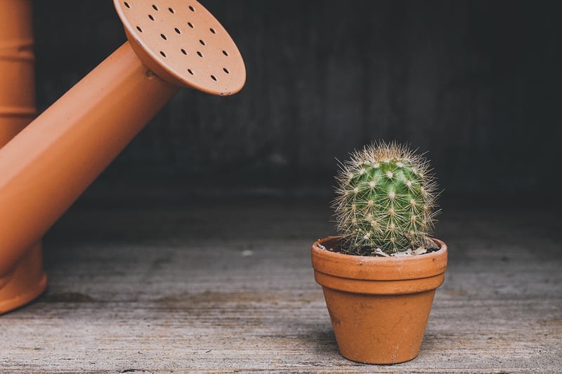 indoor plants
